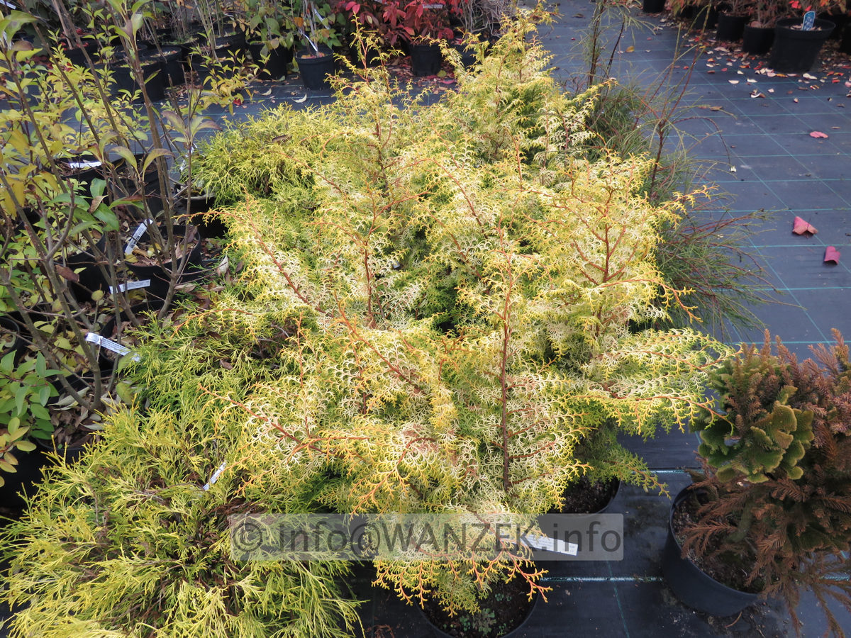 Chamaecyparis obtusa Lucas 02b Herbst.JPG